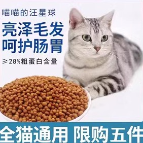 流浪猫全价宁波美毛增肥美短蓝猫