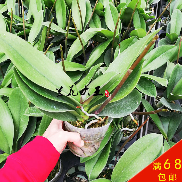 ºûµûÀ¼»¨Ãç´óÃçÅèÔÔÖ²Îï³é¹£Ãç´ø»¨½£³ÉÊì´óÃçÀ¼»¨ÅèÔÔ±£Ö¤¶Ô°æ