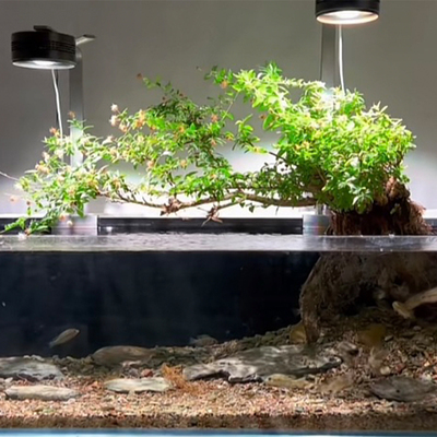 水杨梅阳台，客厅，鱼缸造景植物
