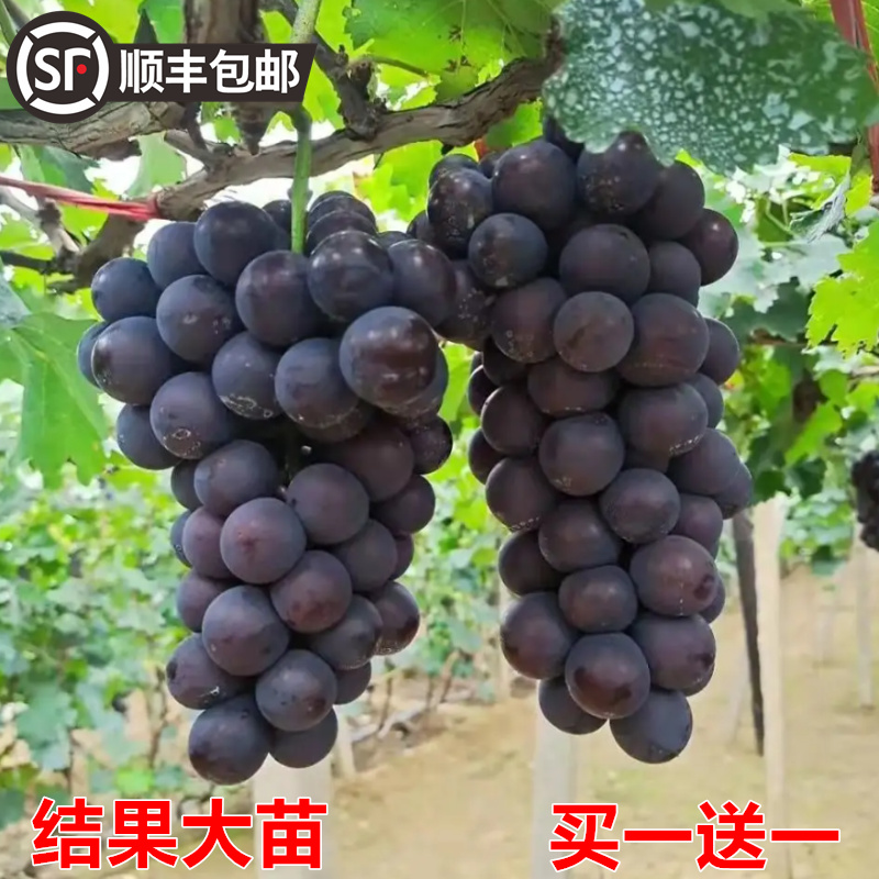 阳光玫瑰葡萄树苖无籽巨峰大葡萄苗爬藤北南方种植耐寒果树果苗