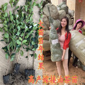 江西长林高产嫁接油茶苗杯苗带土早熟寒露籽白花大红果油茶树妹苗