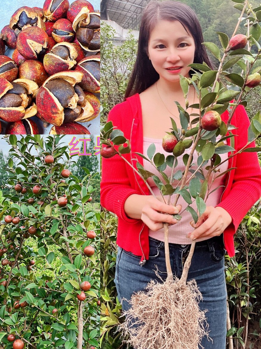 江西长林高产嫁接油茶苗杂交良种油茶树苗白花红皮中大果薄皮茶子