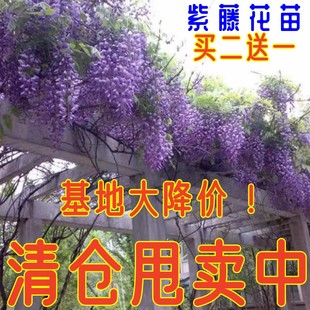 紫藤花树苗爬藤植物庭院围墙紫藤四季开花盆栽地栽花卉藤蔓紫藤萝