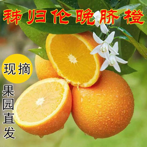 春橙伦晚大果10/5斤新鲜水果包邮当季现摘手剥孕妇整箱甜橙子
