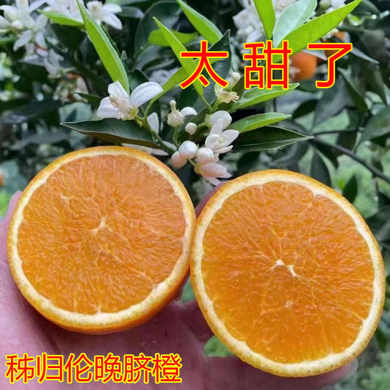 秭归伦晚春橙5/10斤装现摘现发孕妇新鲜水果包邮甜橙脐橙子