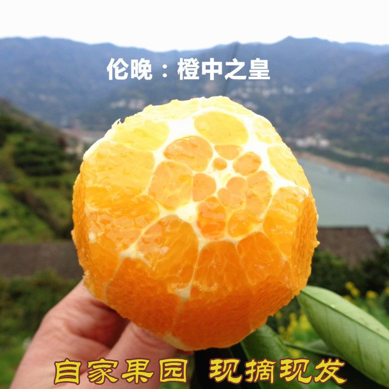春橙伦晚大果10/5斤新鲜水果包邮当季现摘手剥孕妇整箱甜橙子