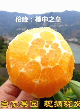 春橙伦晚大果10/5斤新鲜水果包邮当季现摘手剥孕妇整箱甜橙子