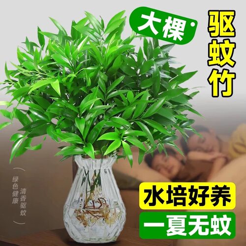 大颗水培驱蚊竹柏水养植物盆栽绿植室内花卉客厅办公桌好养活驱虫