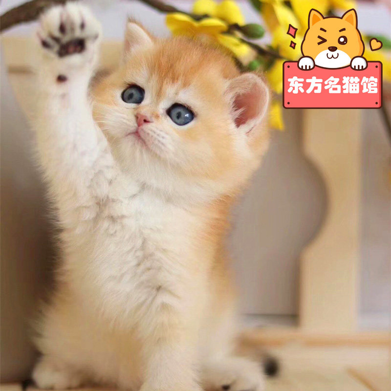 英国短毛猫金渐层猫幼猫纯种活物猫咪领养宠物猫英短蓝金渐层幼崽