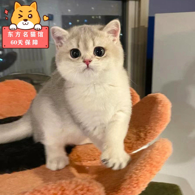 英短蓝金渐层猫幼猫活物长毛Ny12色猫宠物猫活体猫咪全国实体猫舍