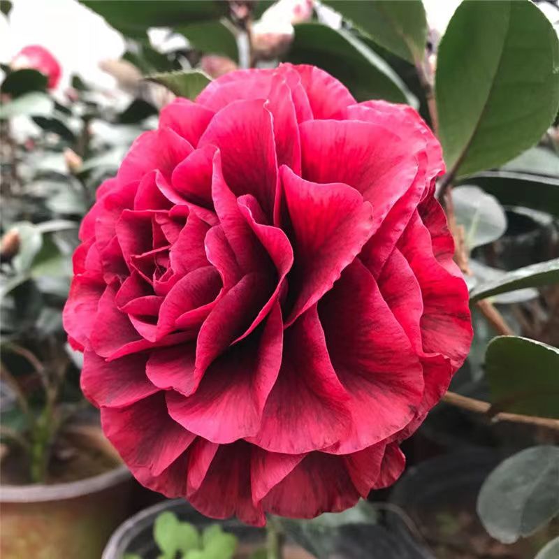 紫葉貝拉茶花品種茶花室內(nèi)外綠植花卉盆栽