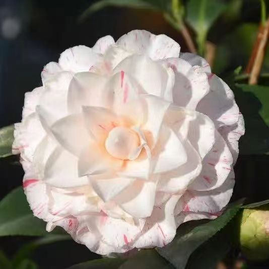 稀有品种茶花水晶皇后