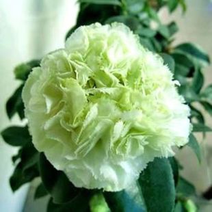 绿可娜茶花波浪美国进口名贵珍稀百搭花卉盆栽苗嫁接盆景阳台庭院