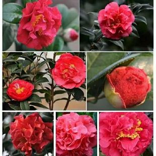 克瑞墨大牡丹茶花树苗好养盆栽带花苞花卉室内外耐寒耐热