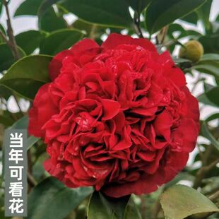 云斑大元帅茶花盆栽花卉特重瓣复色阳台绿植原生苗