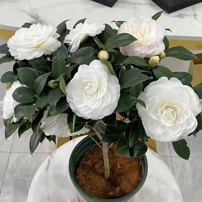 香妃茶花树苗盆栽带花苞花卉