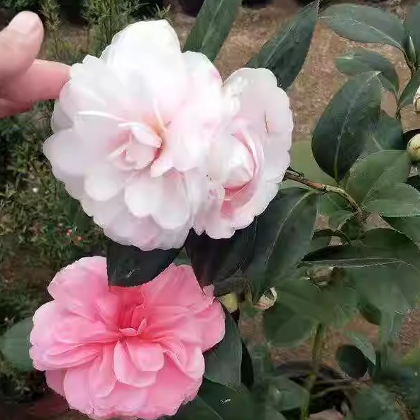 喬伊山茶花盆栽樹苗特色名貴精品一樹多色季庭院陽臺花卉綠植