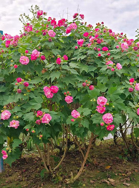 木芙蓉秋天多年生重瓣变色