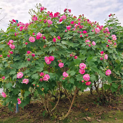 木芙蓉秋天多年生重瓣变色