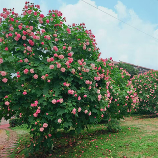 木芙蓉树苗庭院种植多年生芙蓉花树苗盆栽重瓣三醉芙蓉大树拒霜花