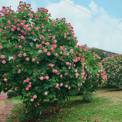 木芙蓉树苗庭院种植多年生芙蓉花树苗盆栽重瓣三醉芙蓉大树拒霜花