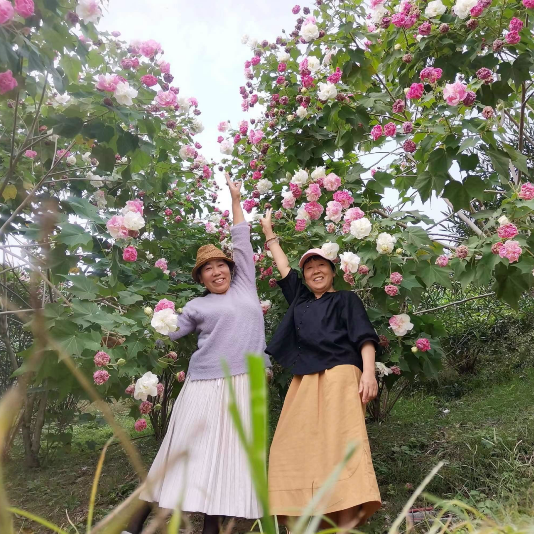 木芙蓉秋天多年生重瓣变色