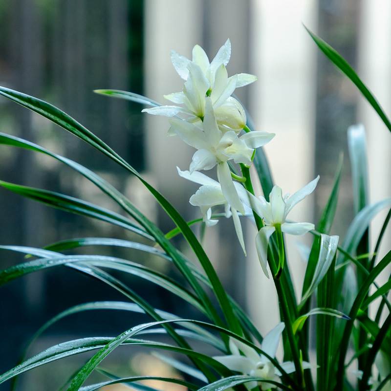 兰花苗盆栽香兰草直销带花苞原盆带土浓香名贵建兰花卉绿植物室内