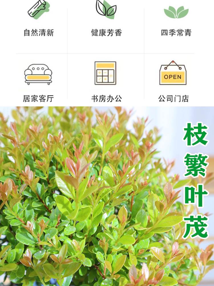 小叶赤楠老桩盆景树苗办公室内桌面绿植物吸甲醛四季好养阳台盆栽