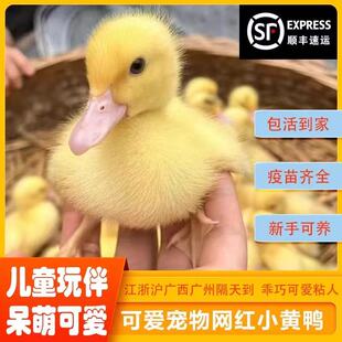 正宗荷兰纯种柯尔鸭小黄鸭幼崽活宠物网红鸭活苗活物观赏鸭-鸭粮