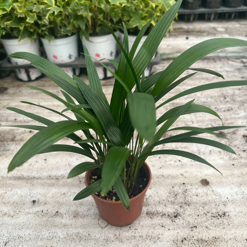 办公室棕竹盆栽大叶棕竹苗吸甲醛耐阴好养绿植装饰室内植物