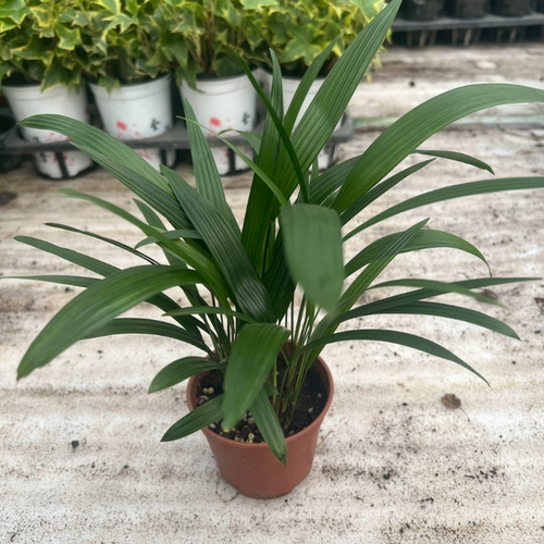 办公室棕竹盆栽大叶棕竹苗耐阴好养绿植装饰室内植物