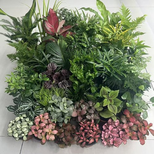 吸水石植物绿植上水石水陆缸
