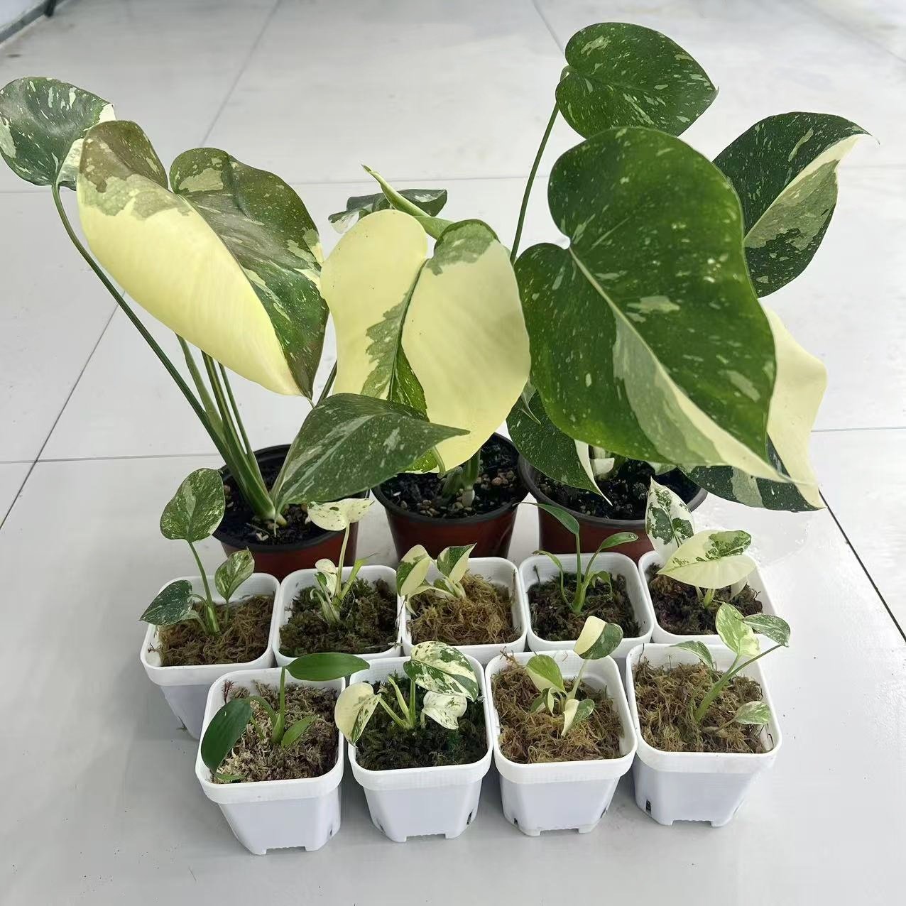 泰国网红ins洒金龟背竹苗优质棉特色绿植办公室净化空气