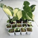 泰国网红ins洒金龟背竹苗优质棉特色绿植办公室净化空气