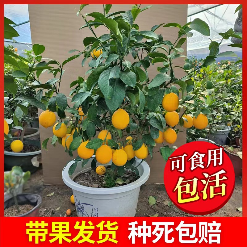 香水柠檬树苗盆栽地栽四季结果无核青柠檬苗室内庭院种植当年结果