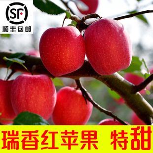 陕西瑞香红苹果西北农林科技大学纯甜全红水果新鲜纯甜白水苹果