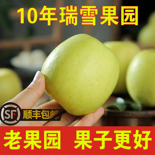 [顺丰]西北农林青苹瑞雪苹果玫瑰香新国光陕西脆甜无添加带皮吃