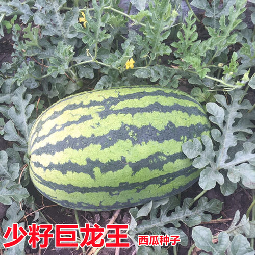 高产特大中晚熟西瓜种子包邮