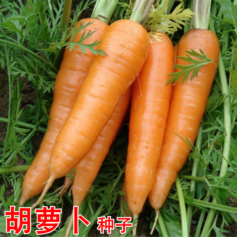 春秋季播胡萝卜种子 七寸红参坂田八寸高产非转基因庭院蔬菜包邮