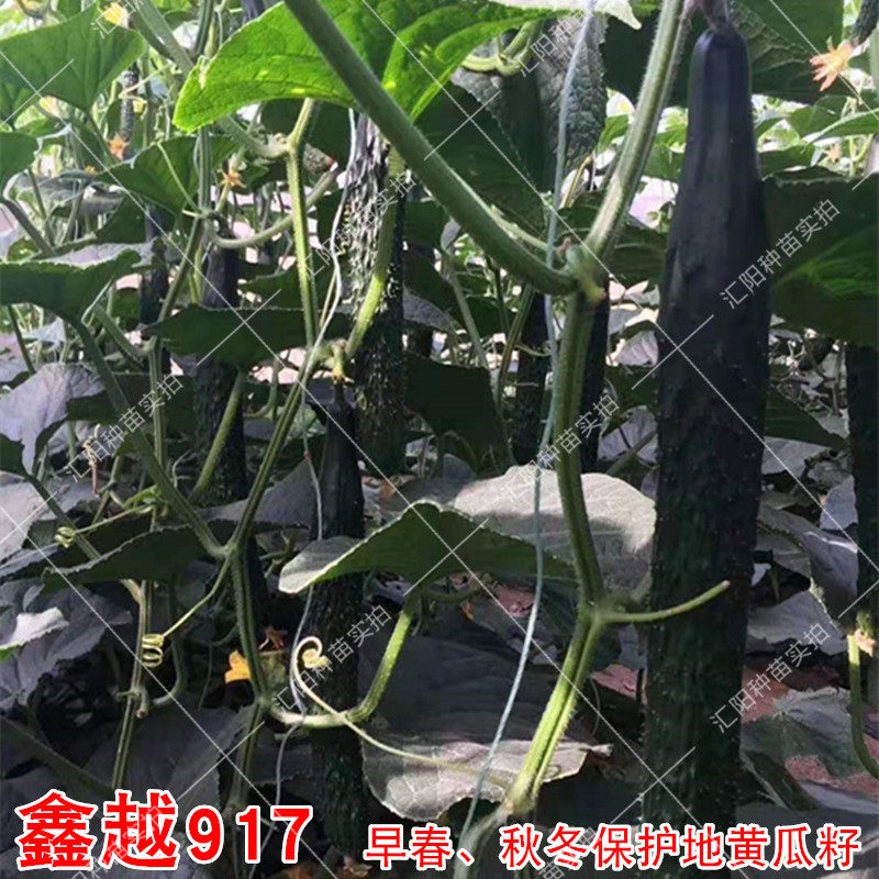 鑫越917黄瓜种子早春嫁接高产孑
