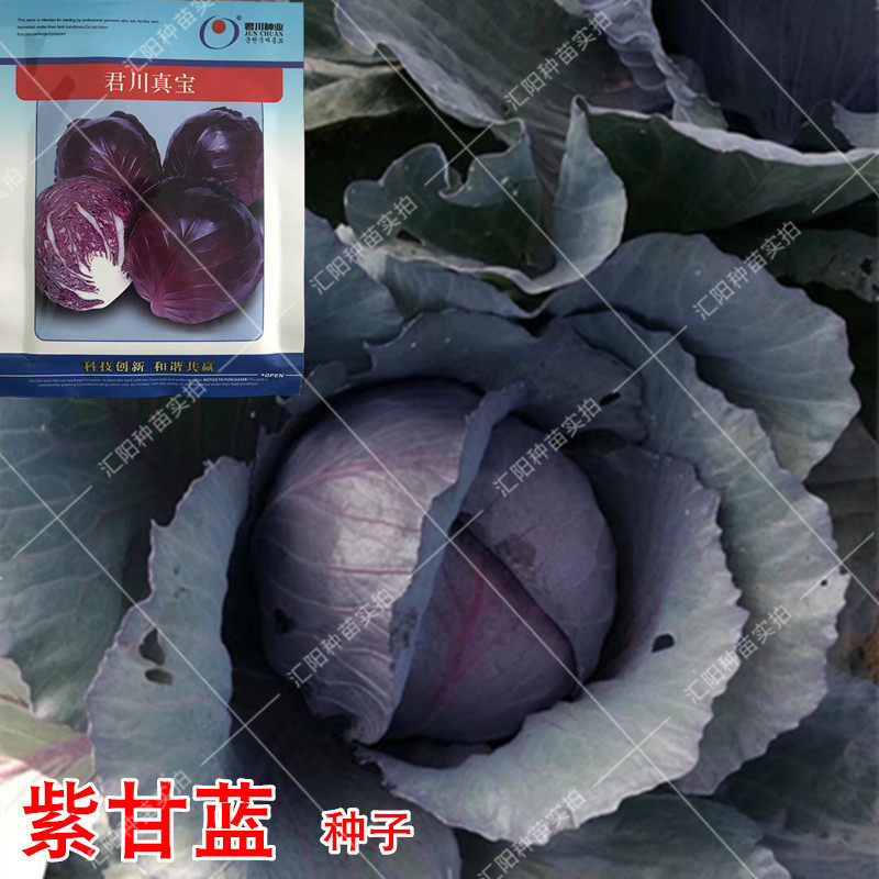 紫甘蓝种子高产抗病卷心菜包邮