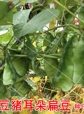 高产蔬菜眉豆种子 绿色猪耳朵扁豆角种籽农家爬藤高产春秋播种孑