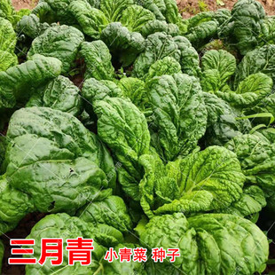 金华三月青种子大仙菜种籽落汤青四季 耐寒蔬菜芥菜种孑小青菜油菜