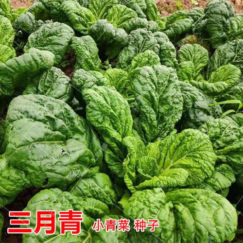 三月青青菜种子芥菜耐寒