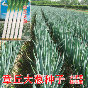 章丘大葱种子 山东葱籽春秋季播梧桐葱白长春秋季播蔬菜新葱种孑