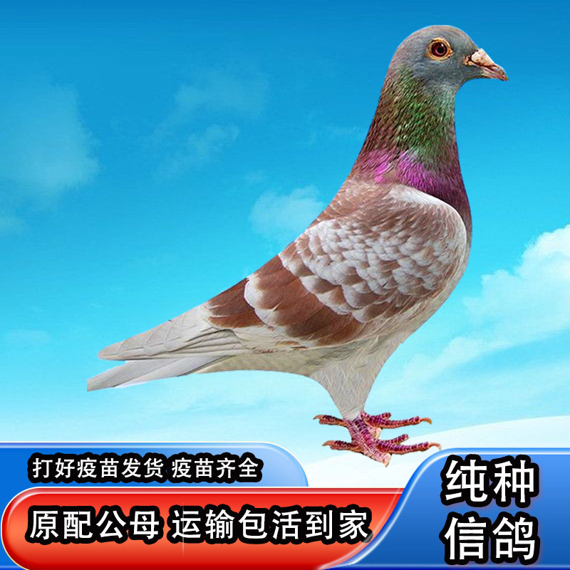 红雨点血统信鸽赛鸽原配鸽子活一対观赏鸽小鸽活物幼鸽活体种鸽