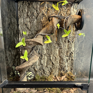 爬宠造景仿真树藤塑料枯藤山藤造型藤蔓假树枝带叶子室内墙面攀爬