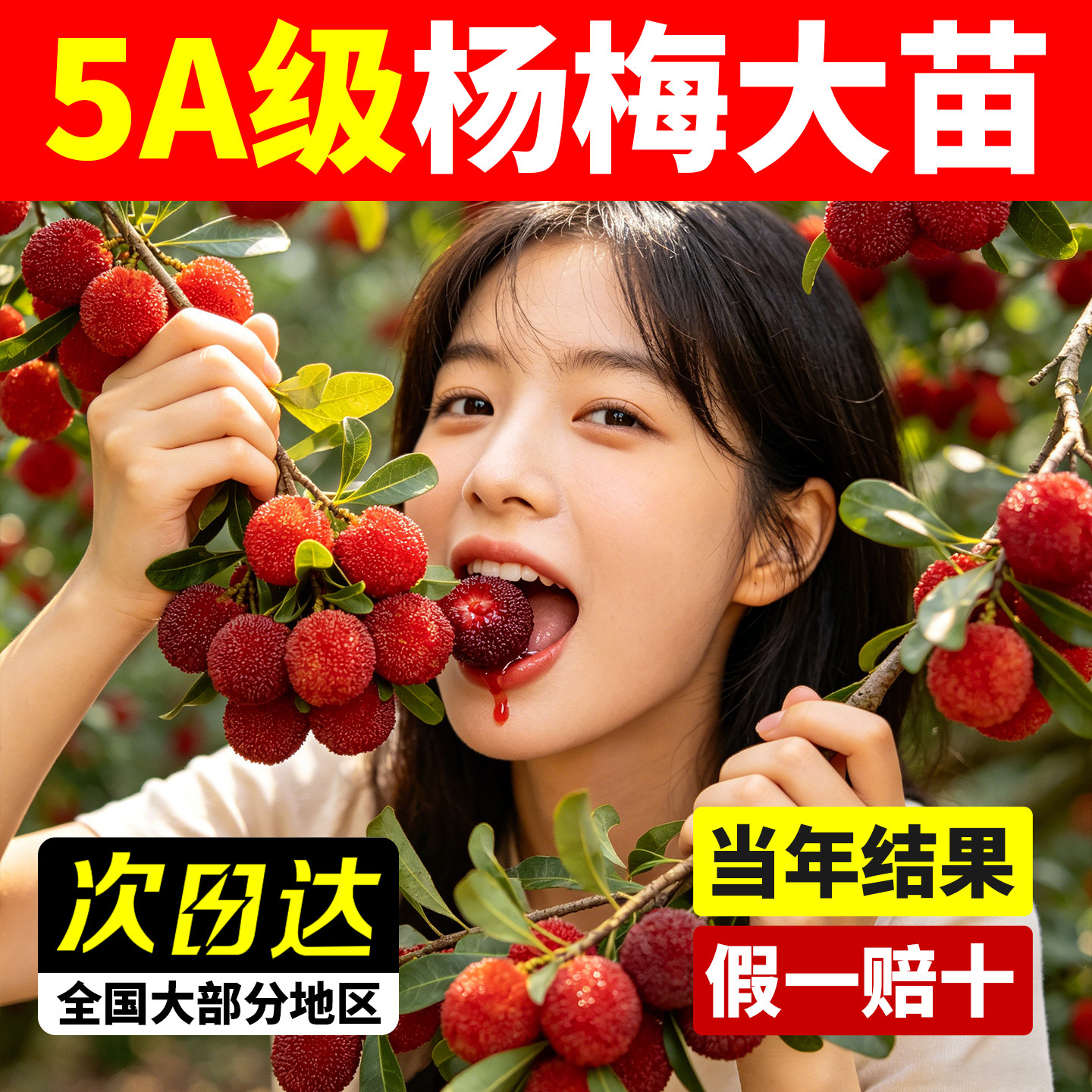 杨梅树树苗大果杨梅树果苗东魁特大杨梅树嫁接苗杨梅树苗南方种植