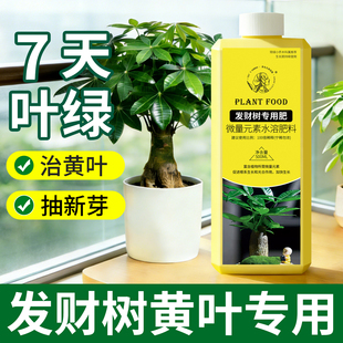 发财树营养液叶子发黄掉叶黄了怎么办变绿叶复合肥招财树专用肥料