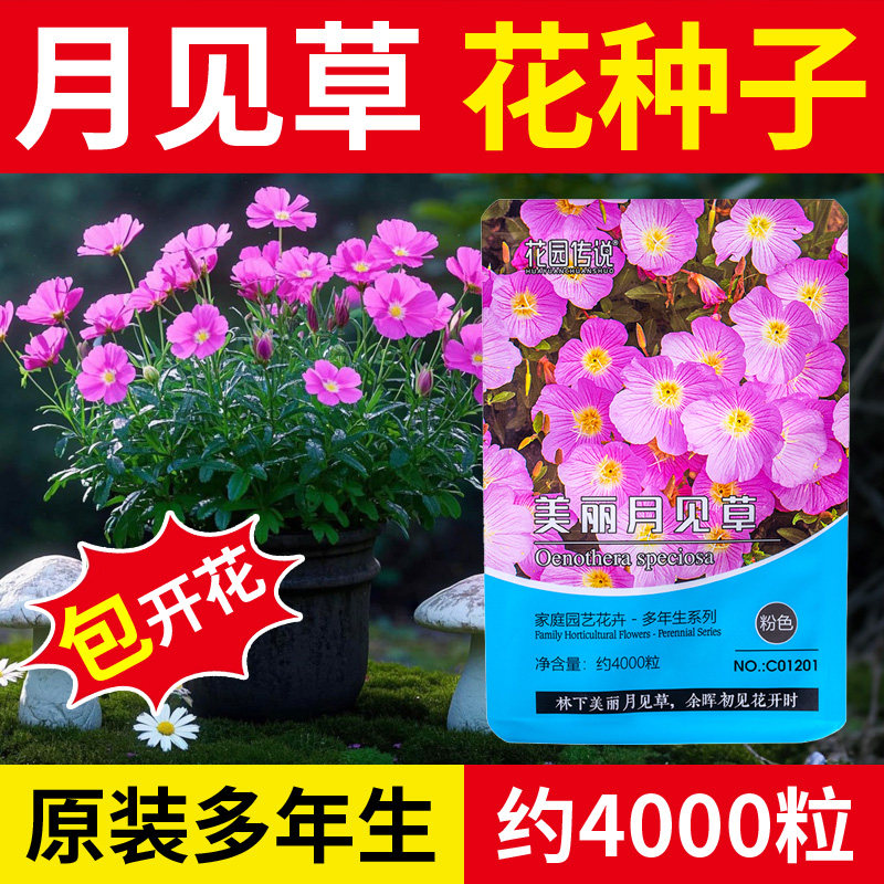 月见草花种四季开花室外种植易活庭院花种子开花洋桔梗凤仙虞美人